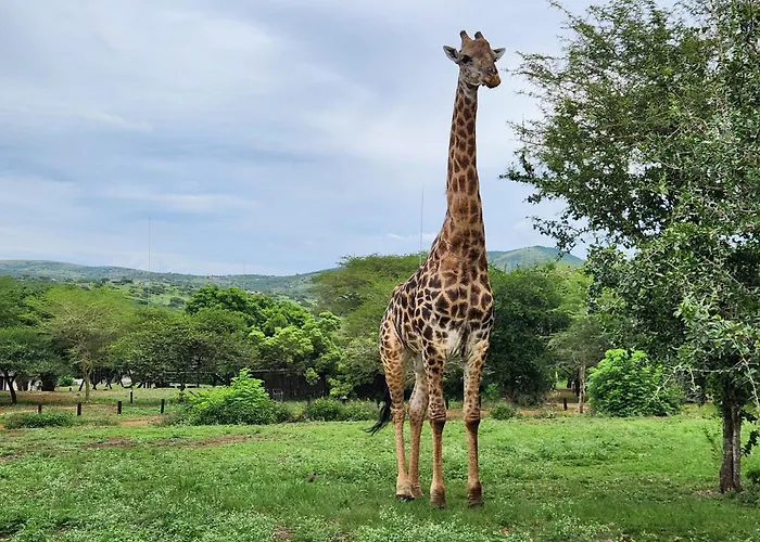 Ubizane Zululand Tree Lodge