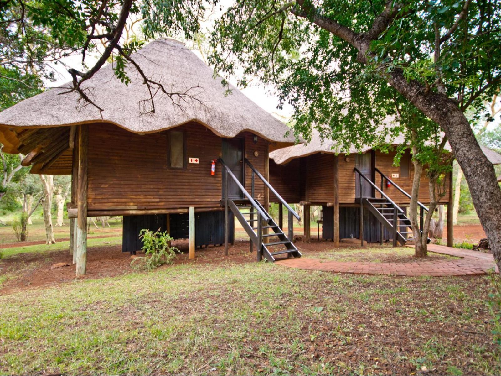 Ubizane Zululand Tree *