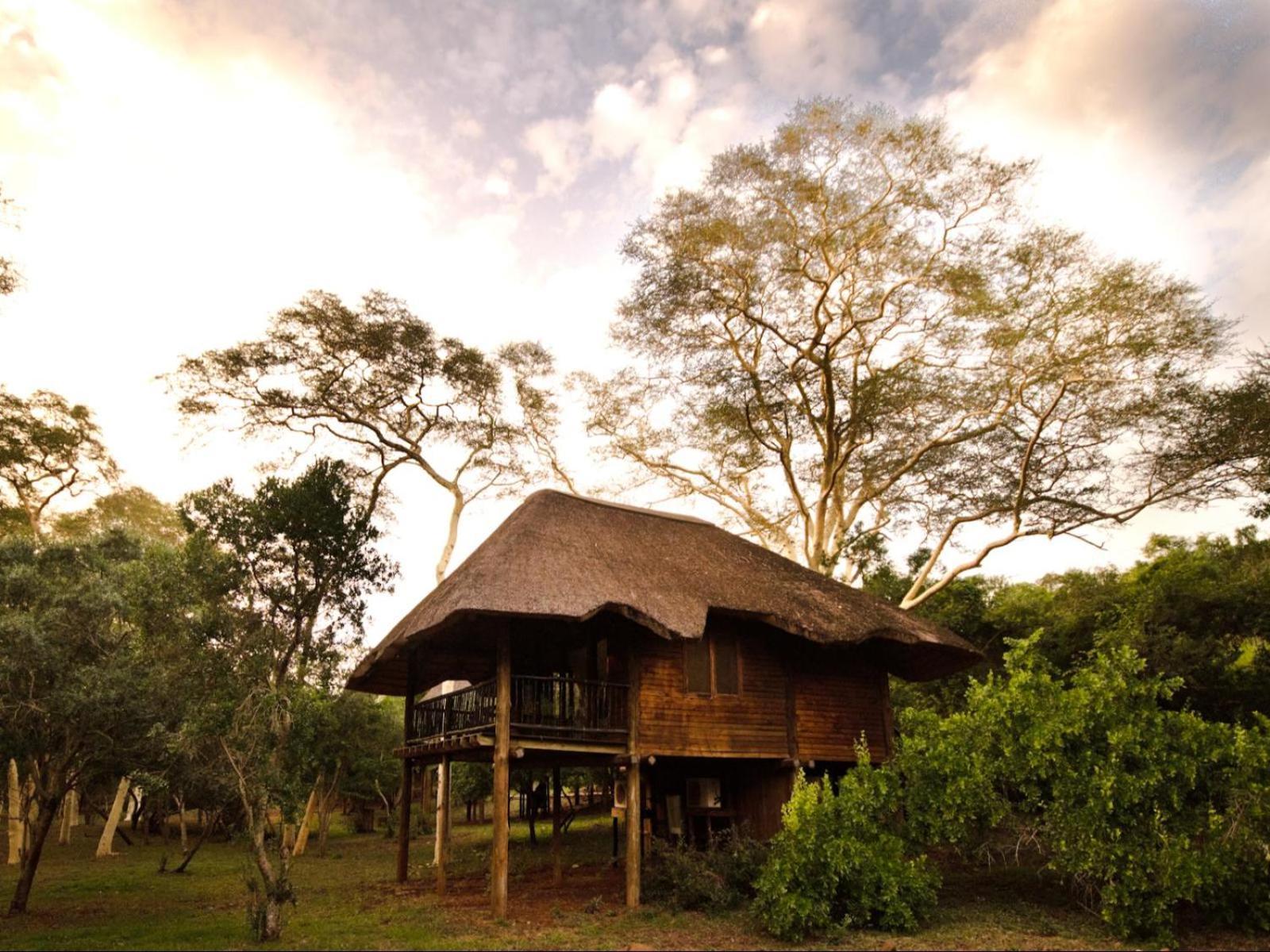 Lodge Ubizane Zululand Tree Hluhluwe