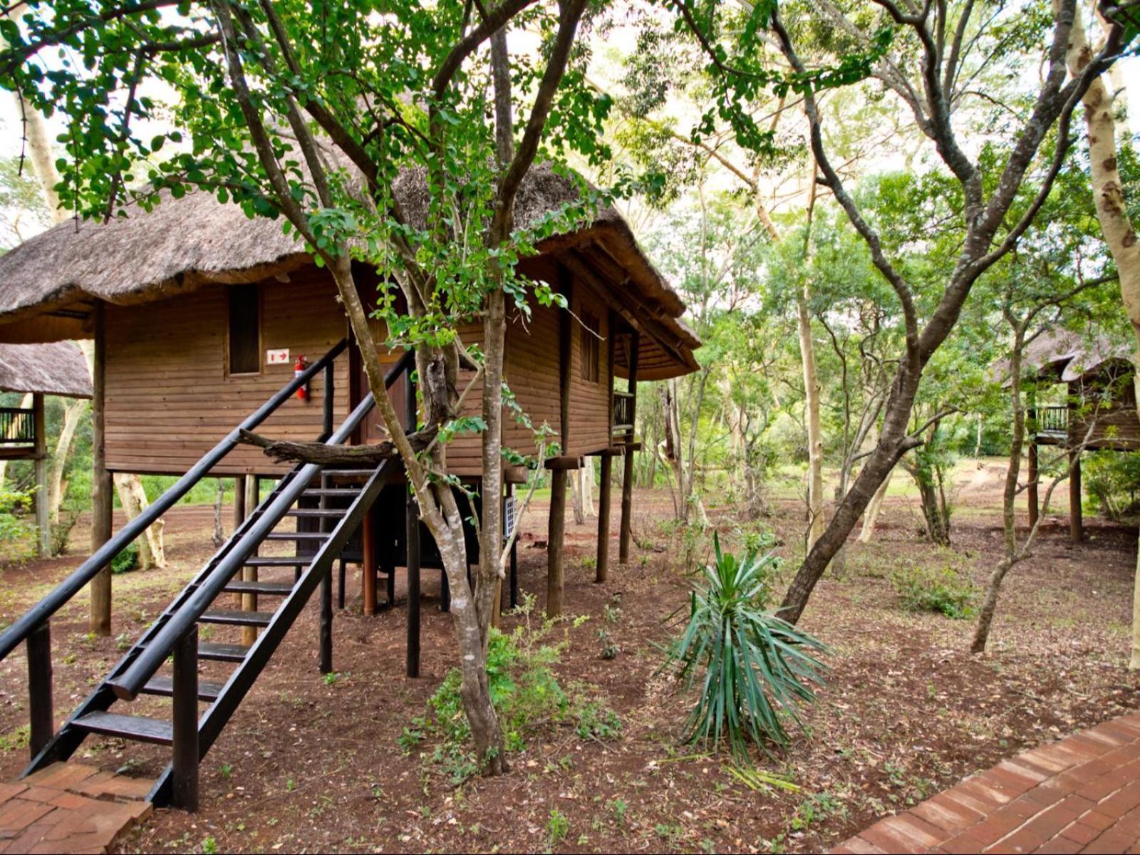 Lodge Ubizane Zululand Tree Hluhluwe