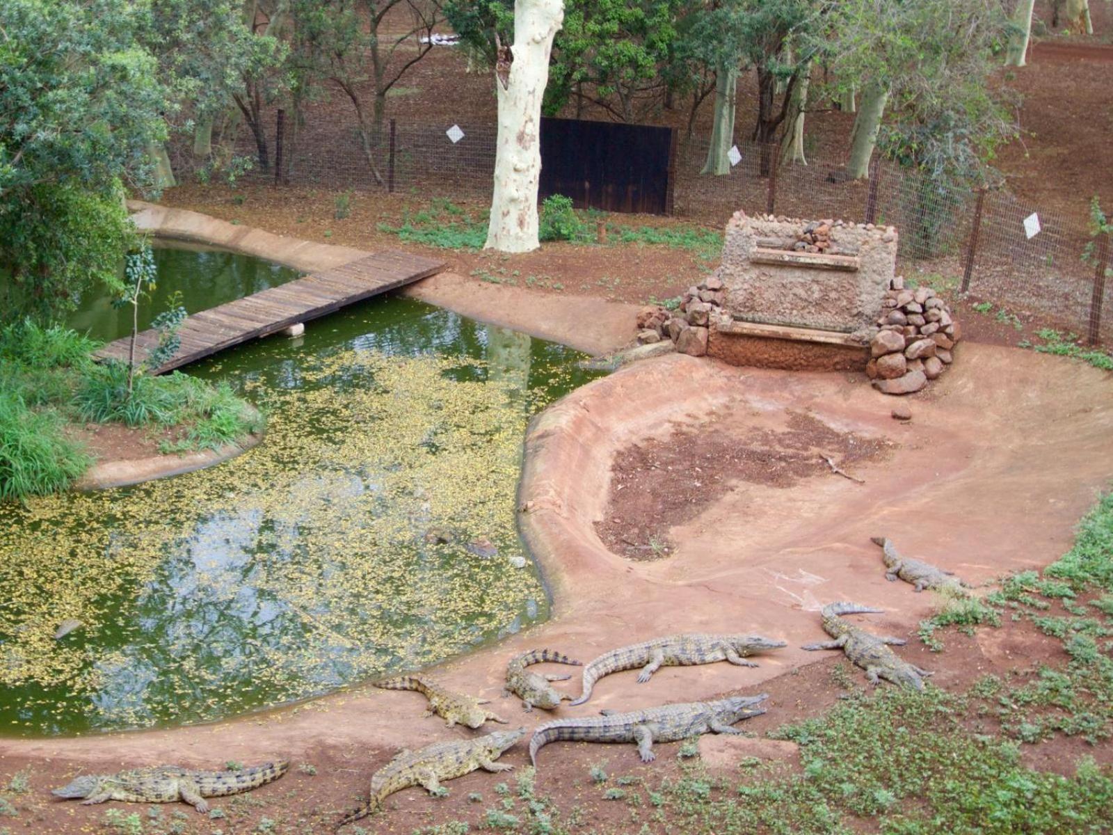 Ubizane Zululand Tree * Hluhluwe