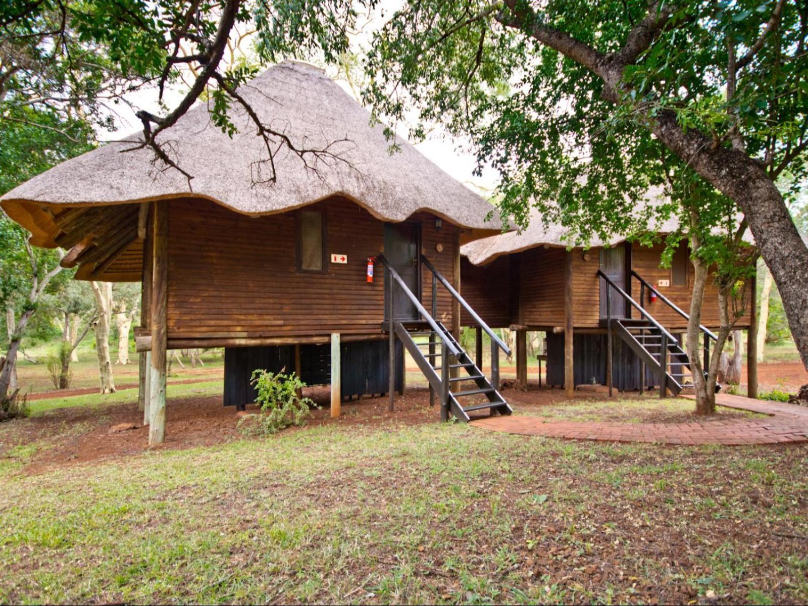 Ubizane Zululand Tree Hluhluwe