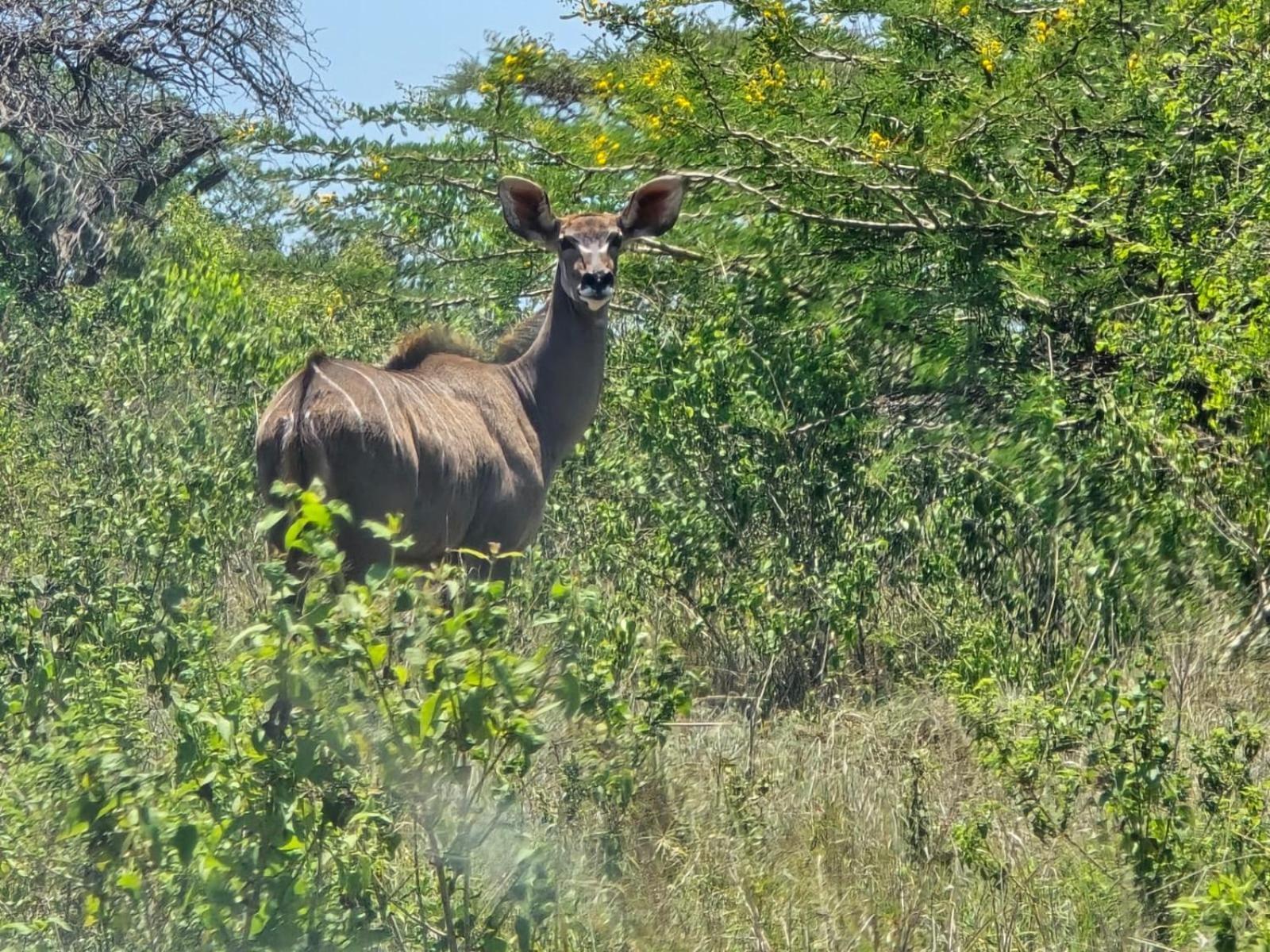 Ubizane Zululand Tree Lodge *
